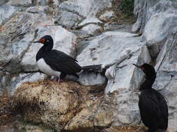 Image of Phalacrocorax Brisson 1760