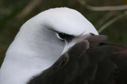 Image of Laysan Albatross