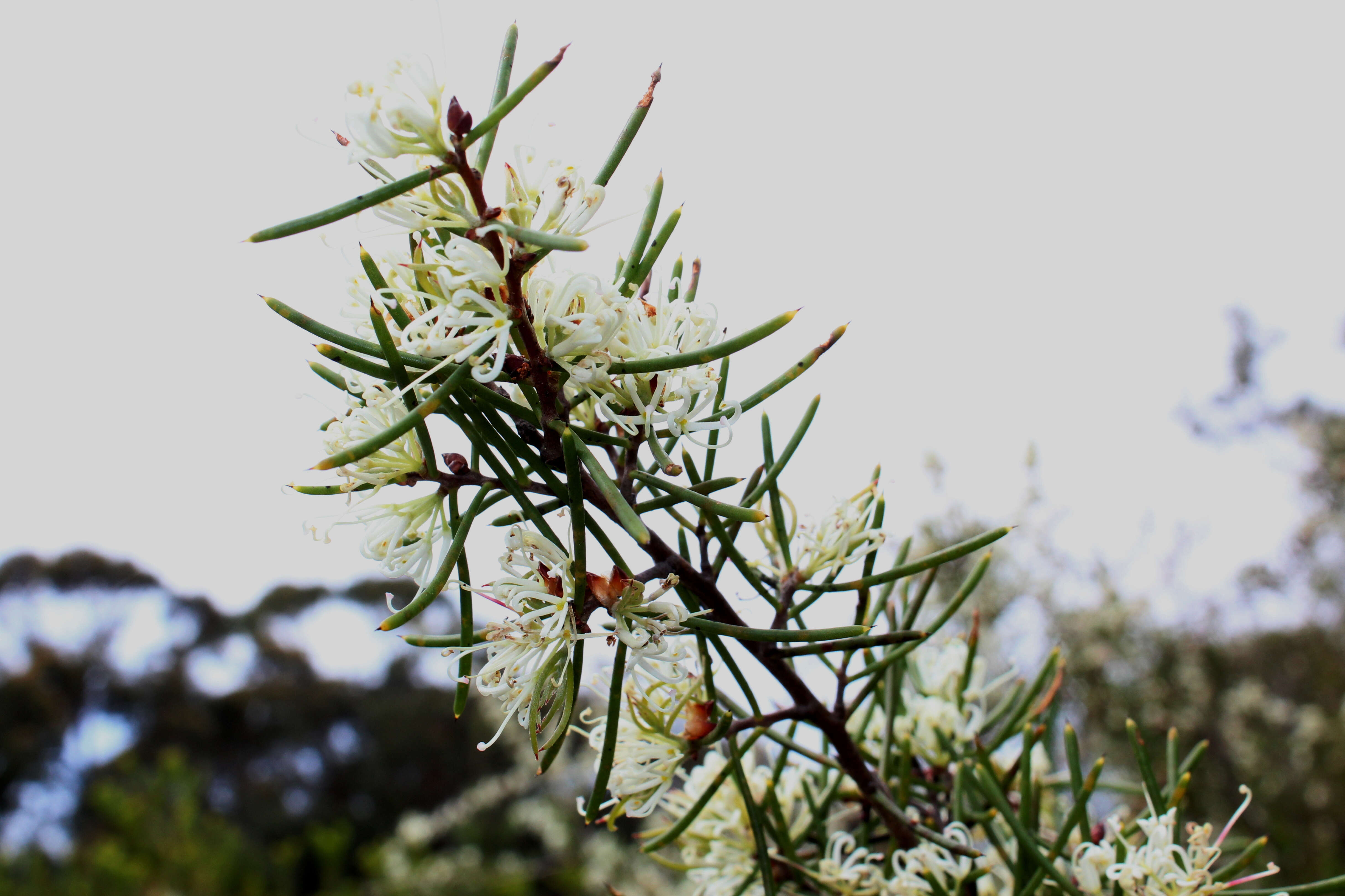 Image of Hakea teretifolia (Salisb.) Britten