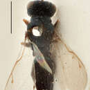 Image of Oxysychus pilosulus (Thomson 1878)
