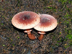 Plancia ëd Lepiota haemorrhagica Cleland 1931