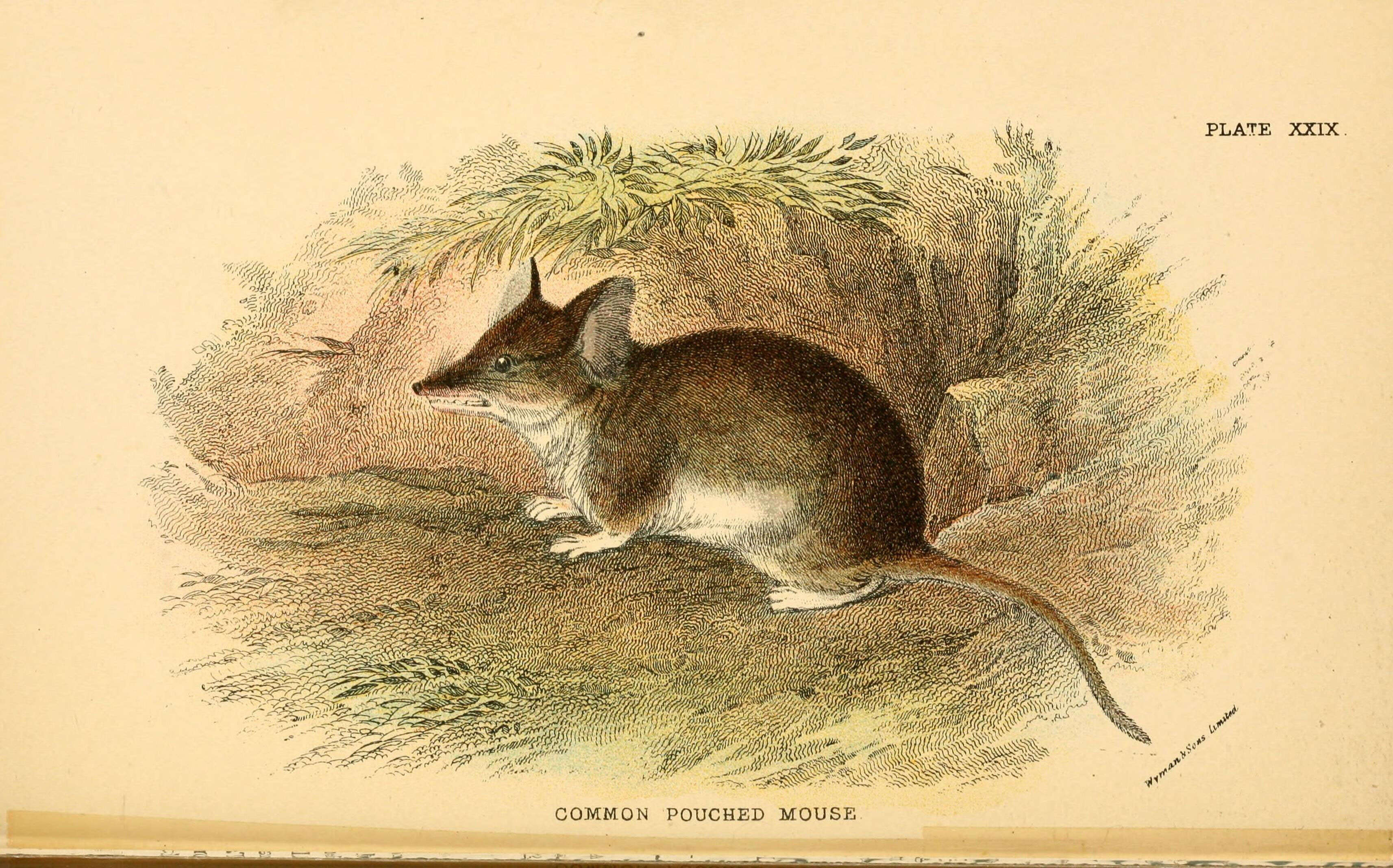 Image of Dunnart
