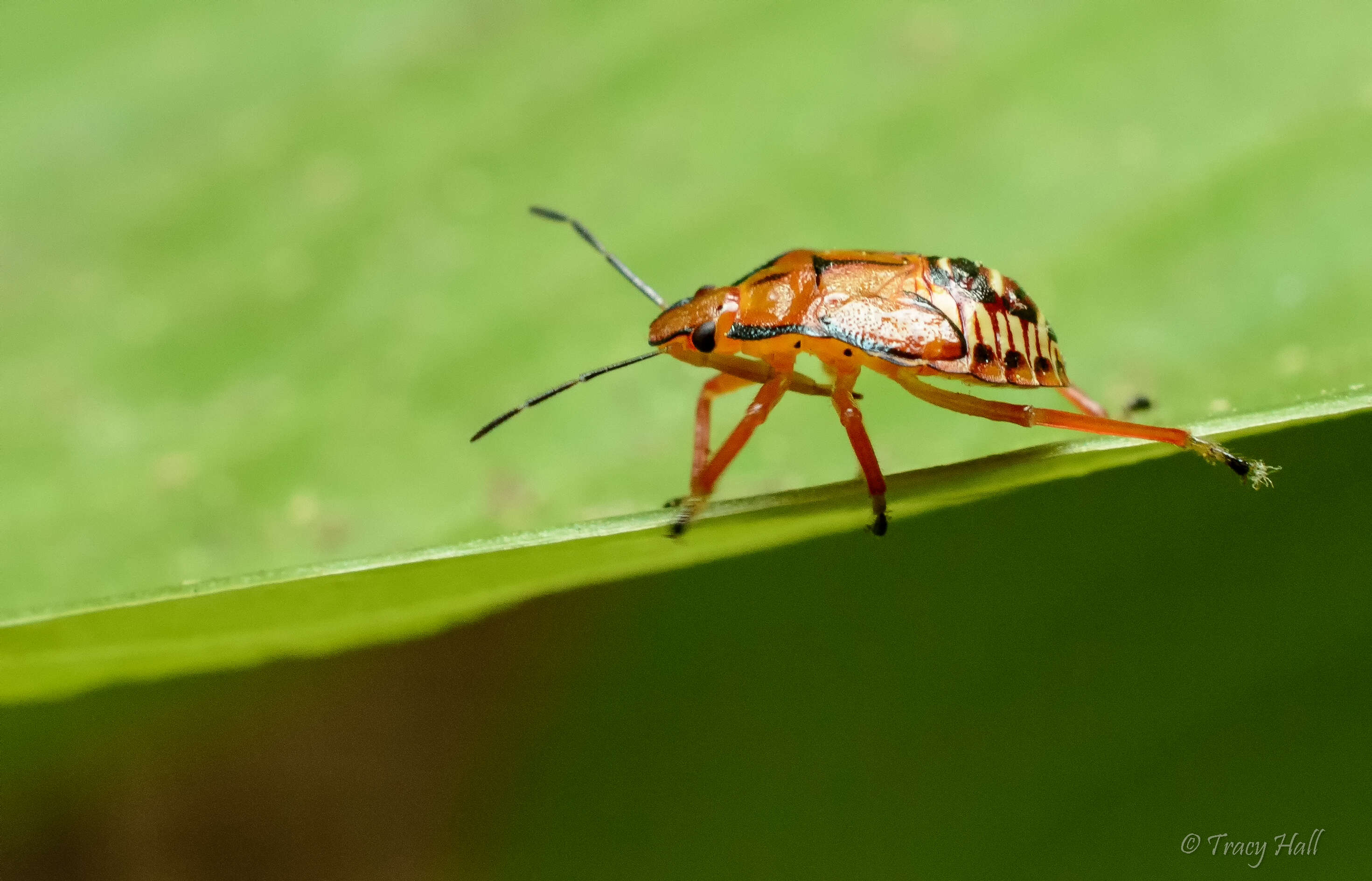 Image of Podisus