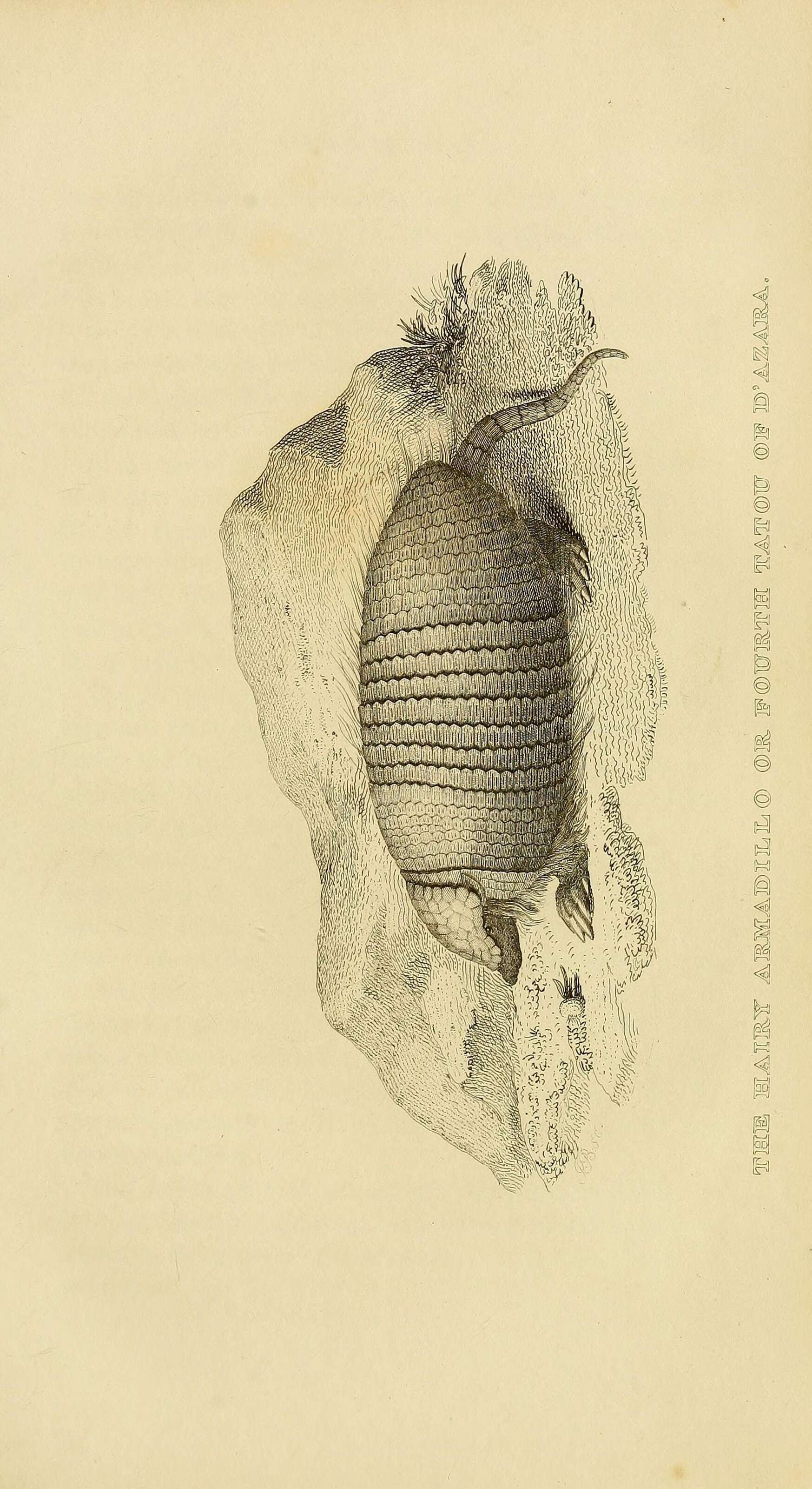 Image of Chaetophractus Fitzinger 1871