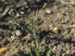 Imagem de Aliciella leptomeria (A. Gray) J. M. Porter