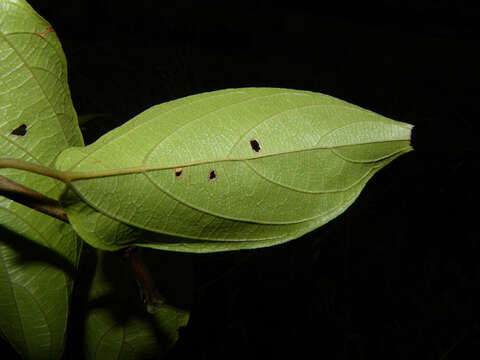 Image of Gouania hypoglauca Standl.