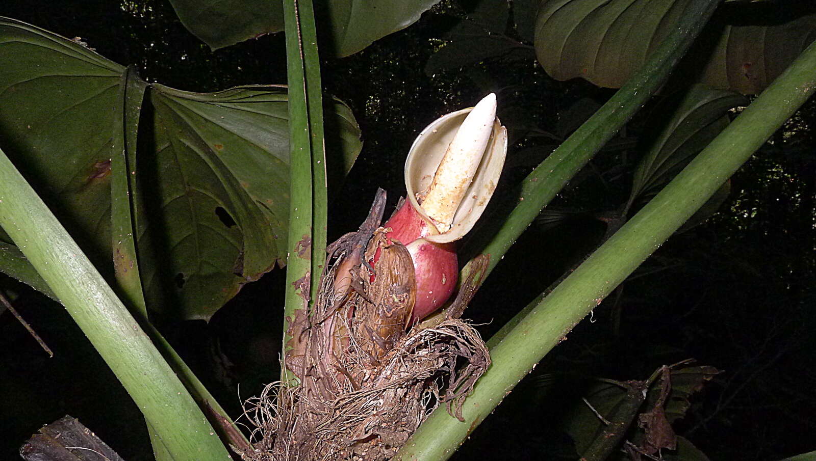 Image of shortstem philodendron