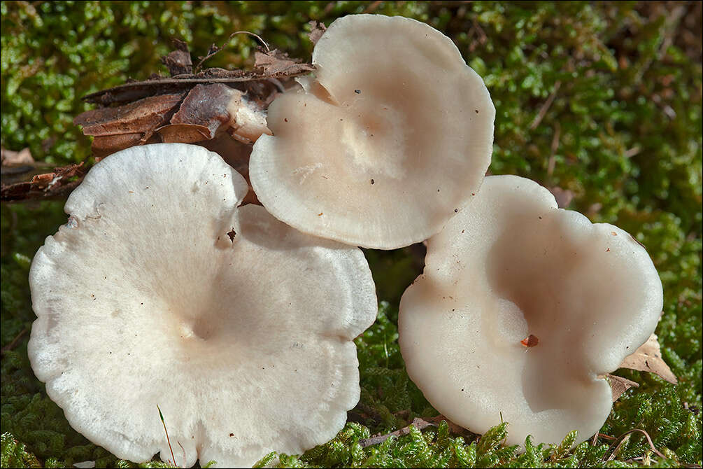 Image of Clitocybe