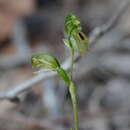 Image of Black-striped greenhood orchid