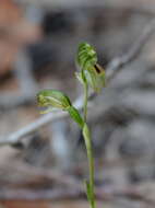 Image of Black-striped greenhood orchid