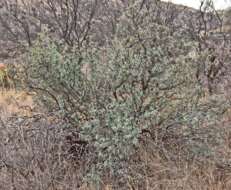 Image de Berberis trifolia (Cham. & Schltdl.) Schult. & Schult. fil.