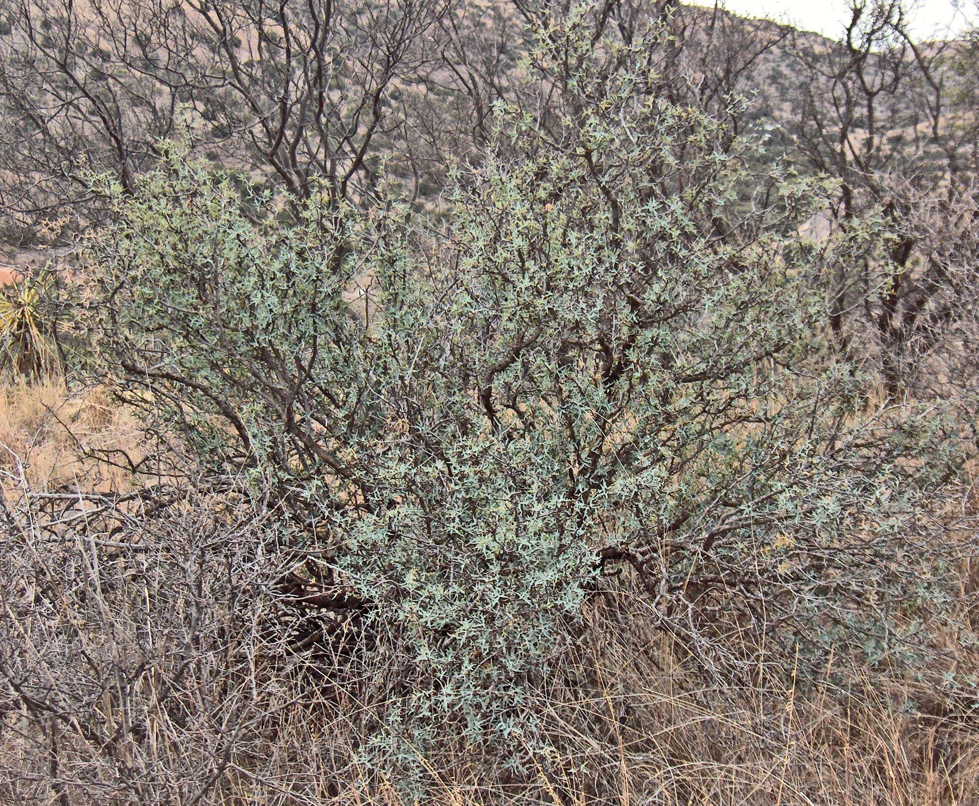 Image of Berberis trifolia (Cham. & Schltdl.) Schult. & Schult. fil.