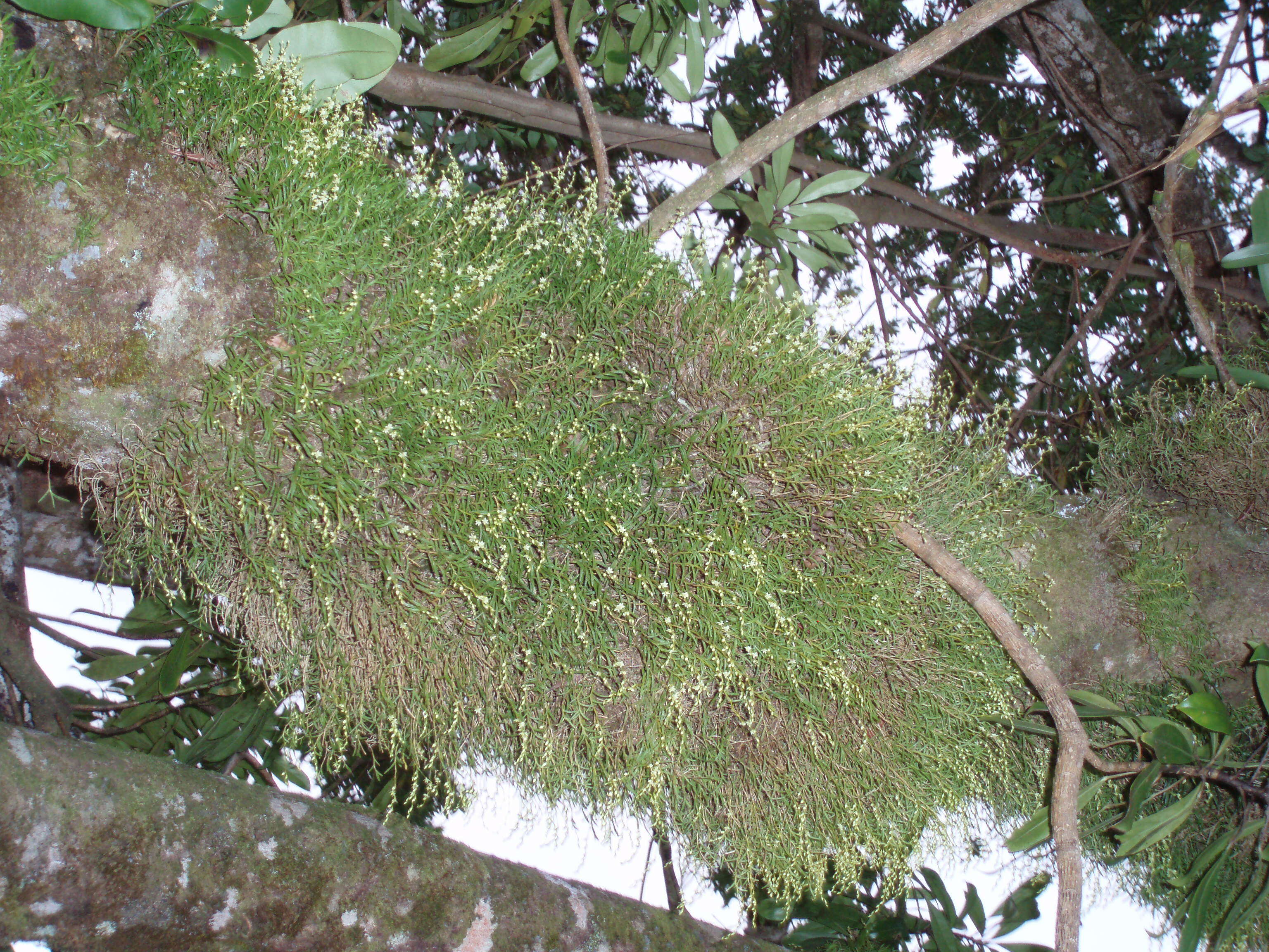 Image of redblotch tufted orchid