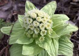 Image of butterbur