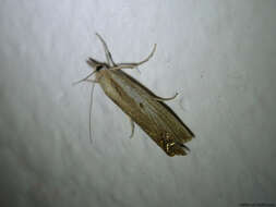 Image of Agriphila