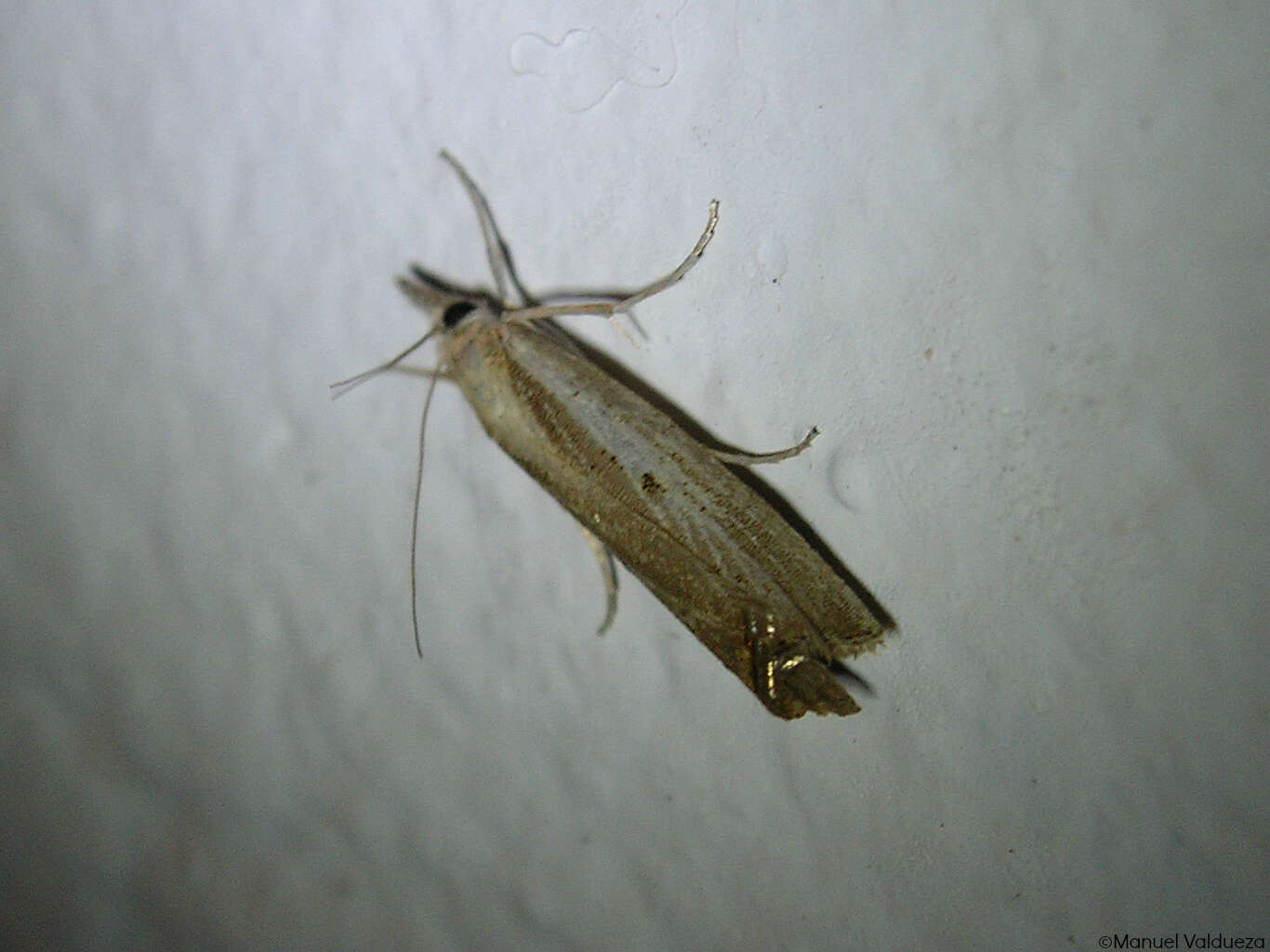 Image of Agriphila