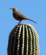 Image of Toxostoma Wagler 1831