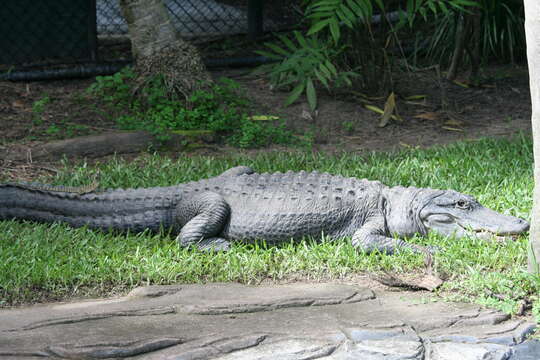 Image of Alligator