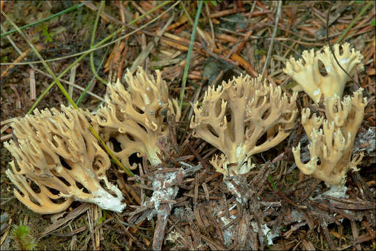 Слика од Phaeoclavulina abietina (Pers.) Giachini 2011