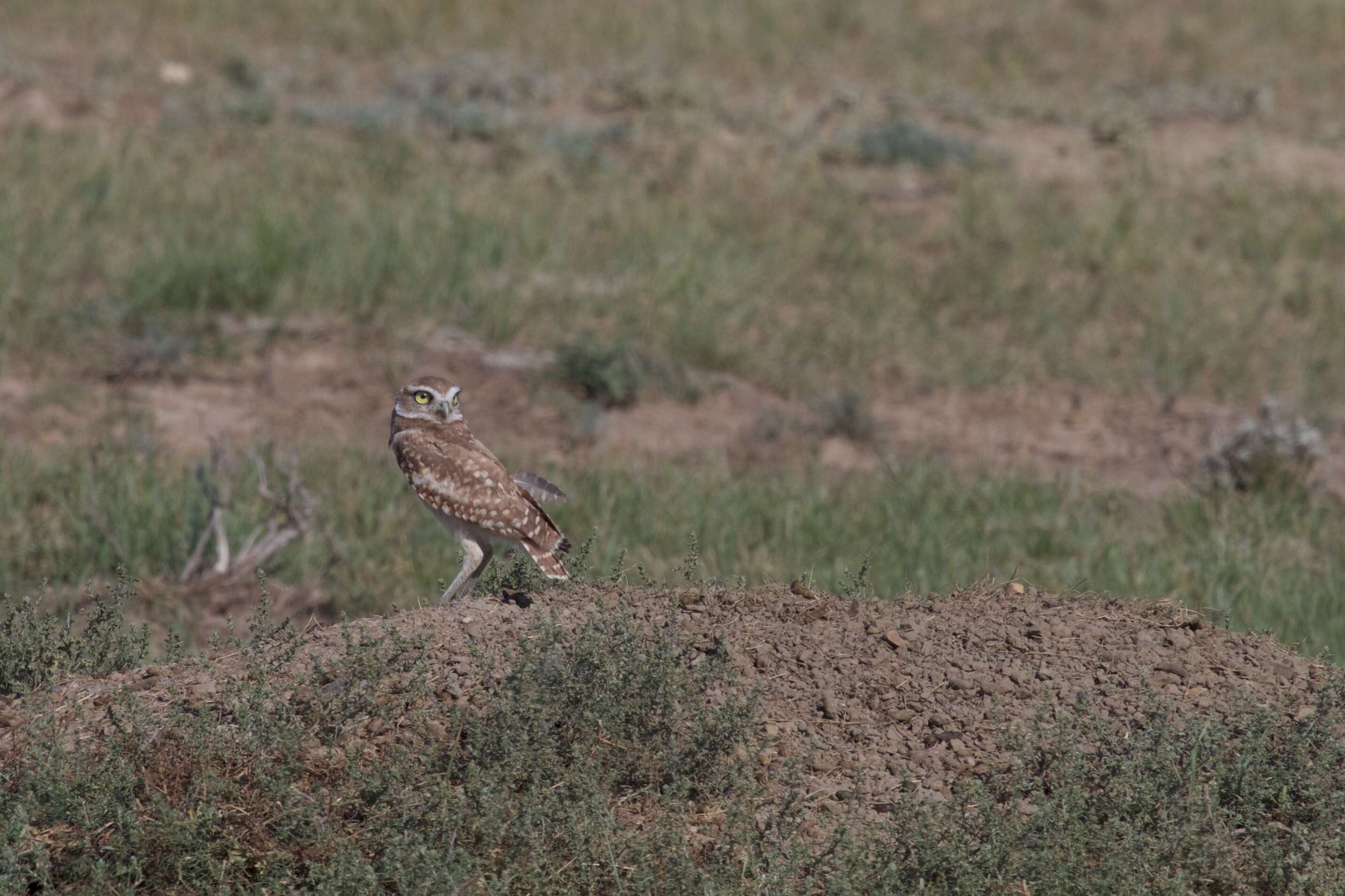 Image of Burrowing Owl