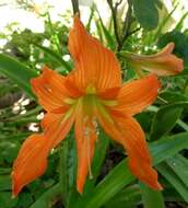 صورة Hippeastrum striatum (Lam.) H. E. Moore