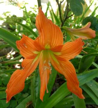 Image of hippeastrum