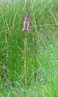 Image of Stately Dactylorhiza