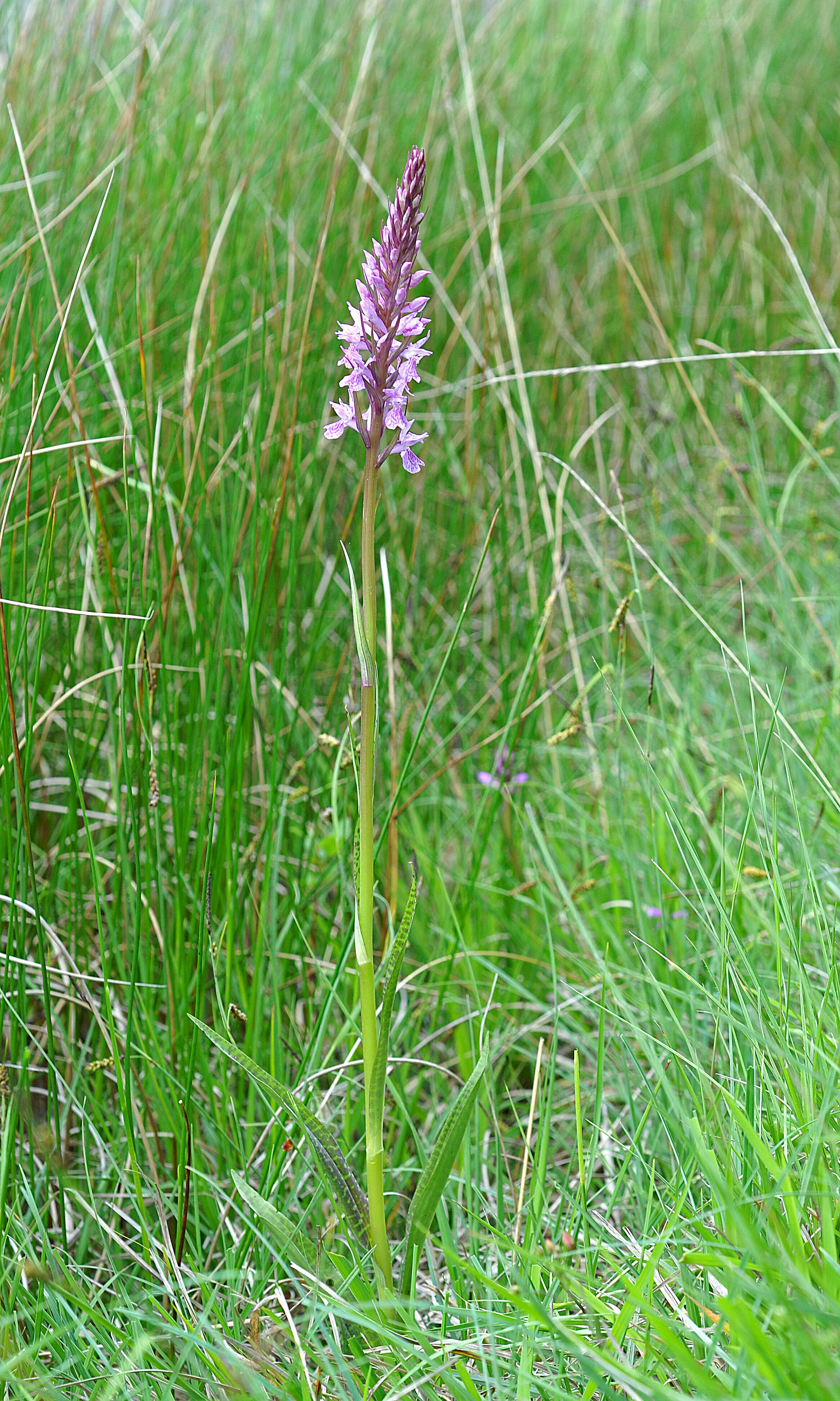 Image of Stately Dactylorhiza