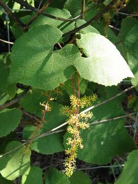 Image of summer grape