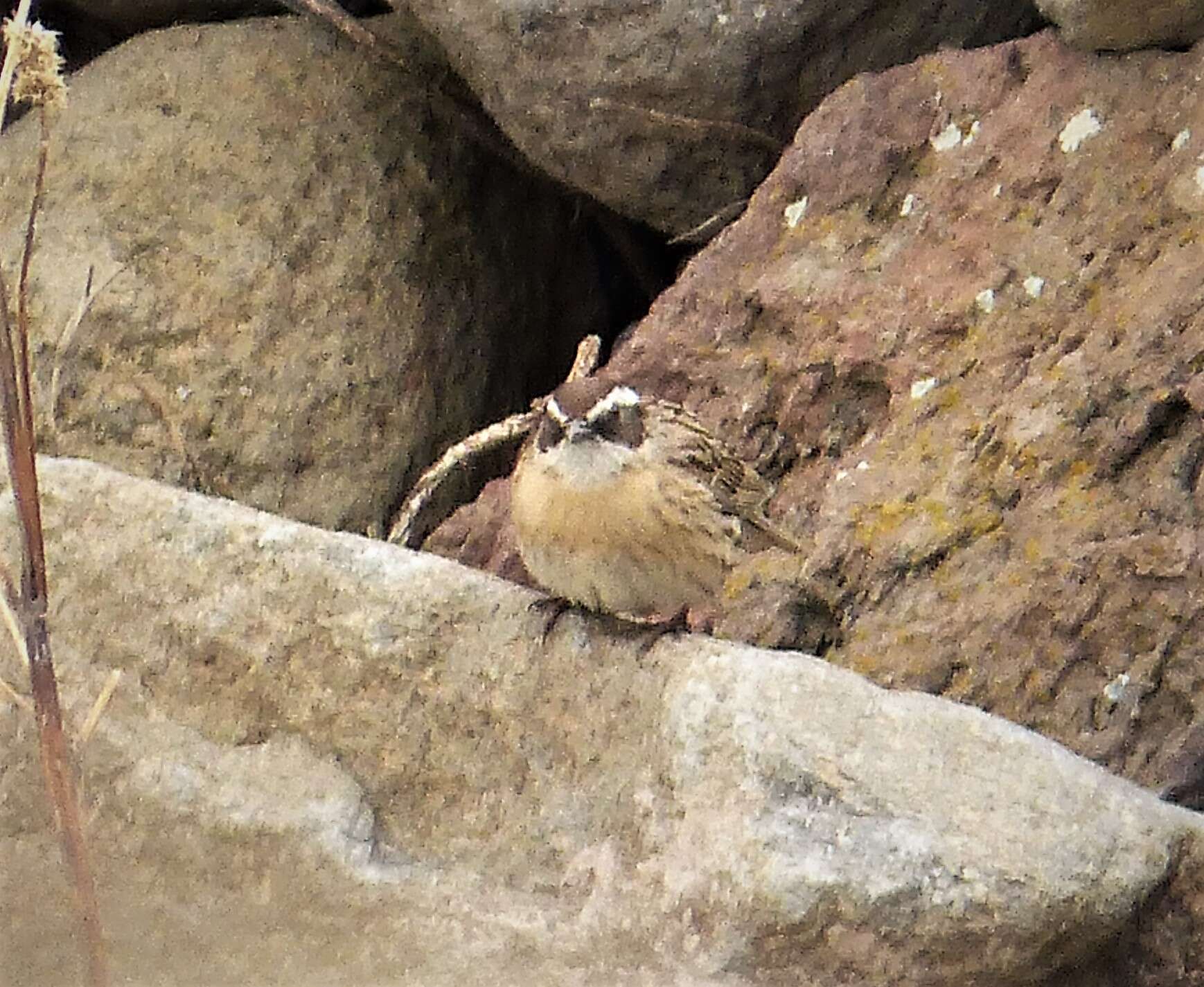 Image of Radde's Accentor