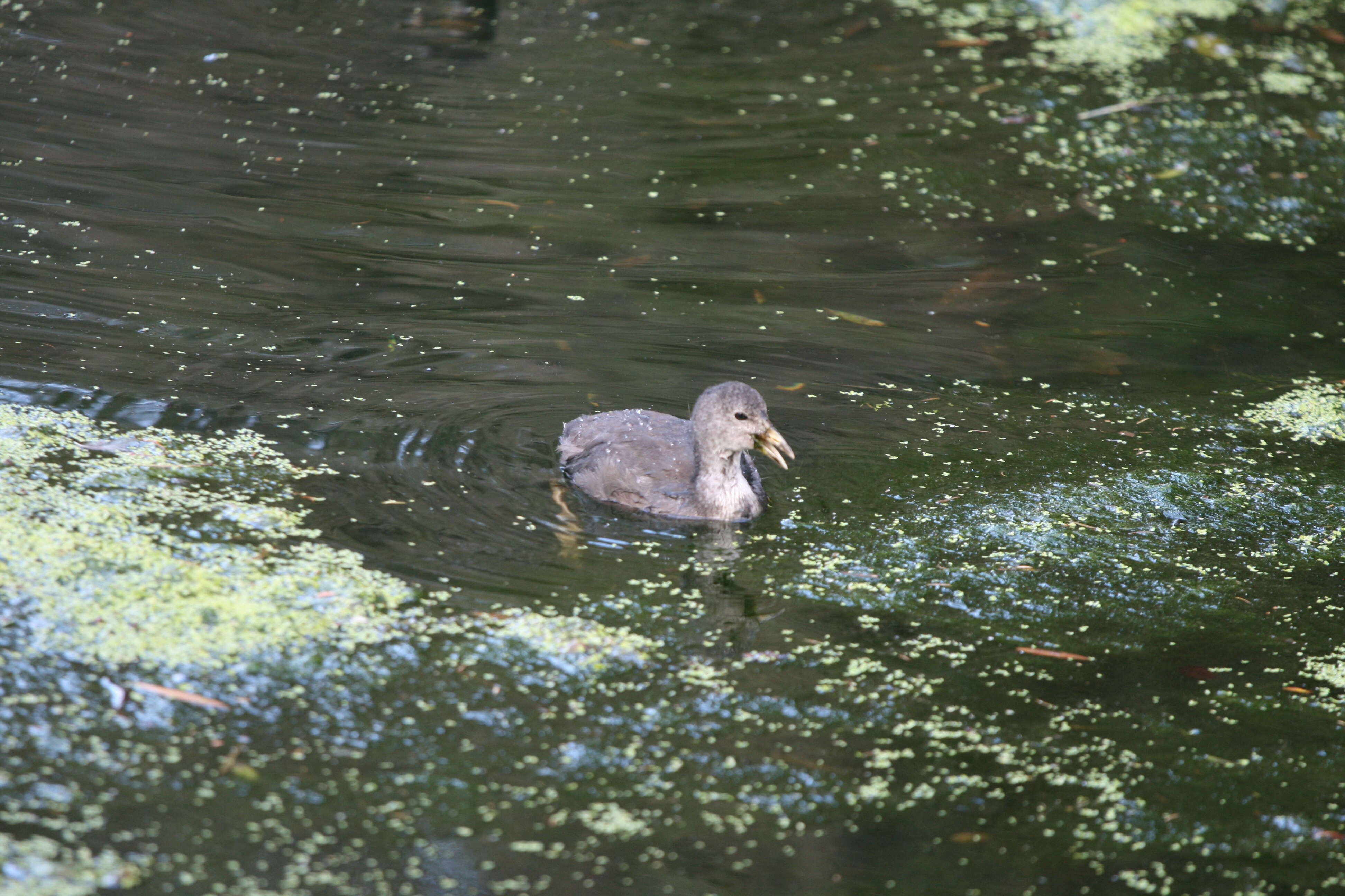 Plancia ëd Gallinula tenebrosa Gould 1846