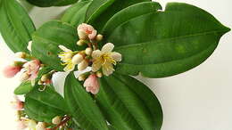 صورة Miconia jucunda (DC.) Triana