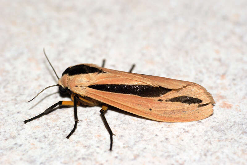 صورة Creatonotos gangis Linnaeus 1763