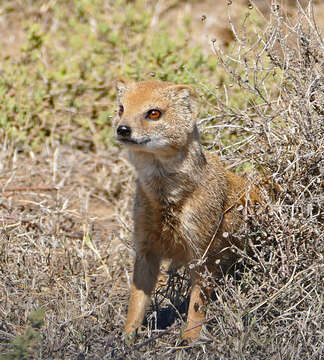 Image of Yellow Mongoose