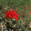 Image of devil's bouquet