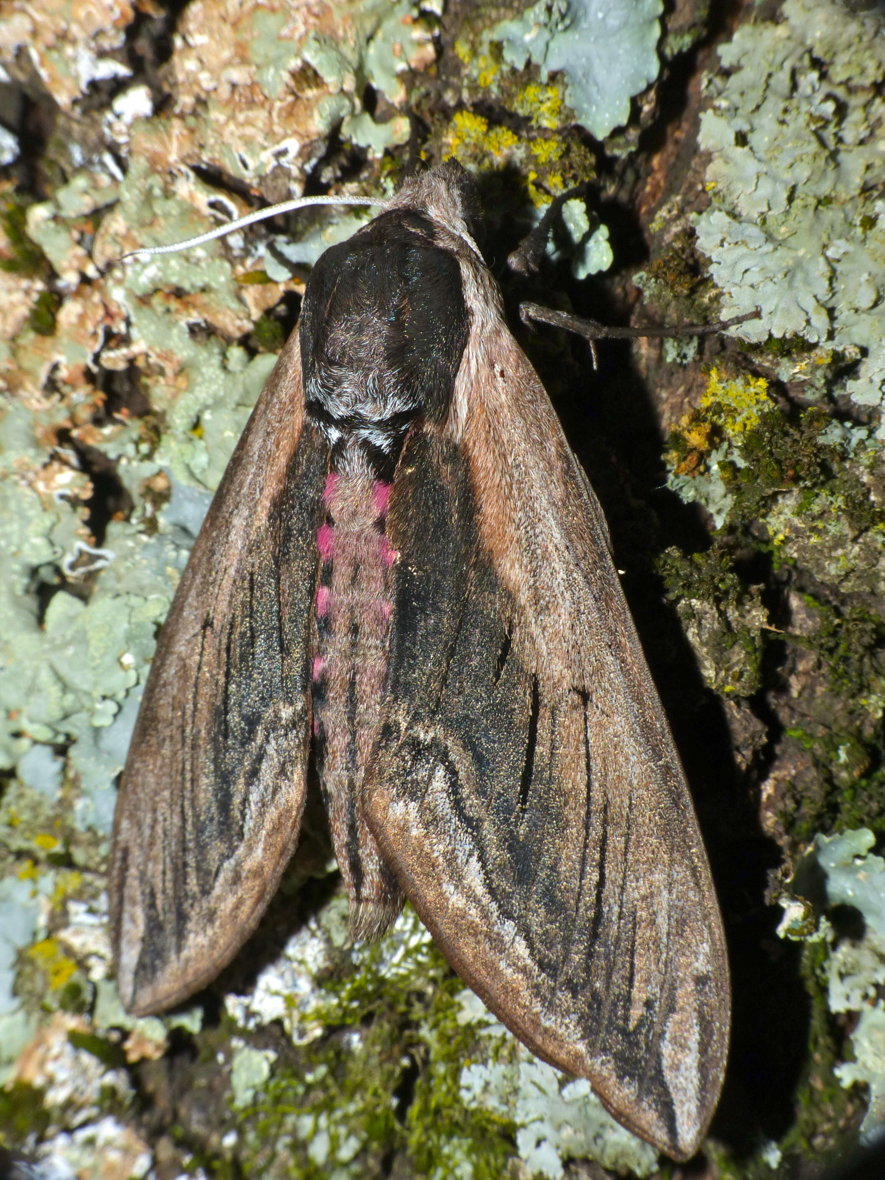 Image of privet hawk-moth