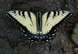 Sivun Papilio appalachiensis kuva