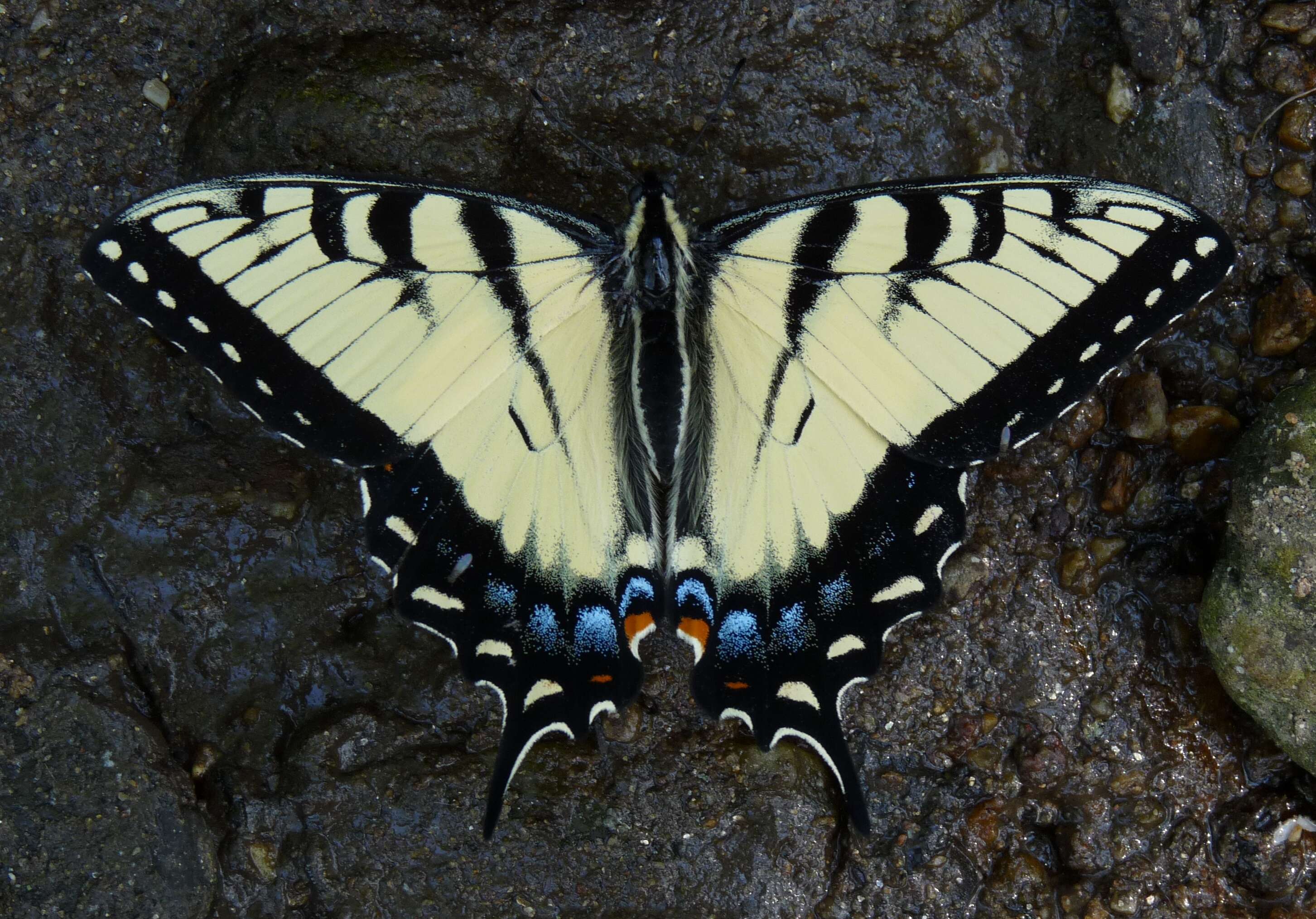 Sivun Papilio appalachiensis kuva