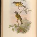 Image of Yellow-bellied Whistler