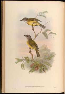 Imagem de Pachycephala Vigors 1825