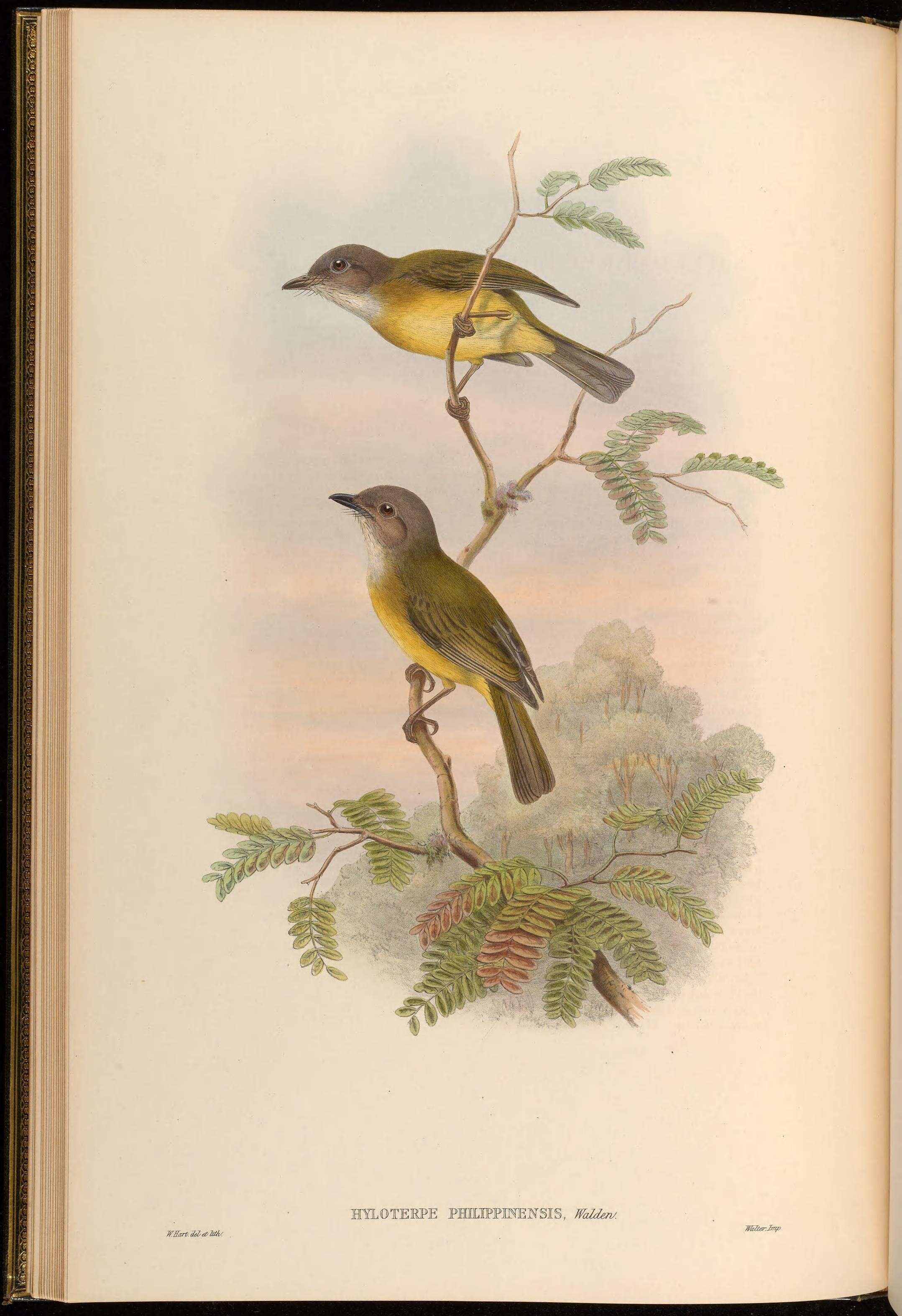 Image of Pachycephala Vigors 1825