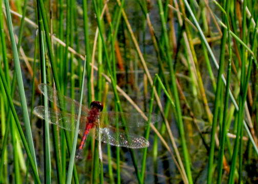 Image of Red-veined Pennant