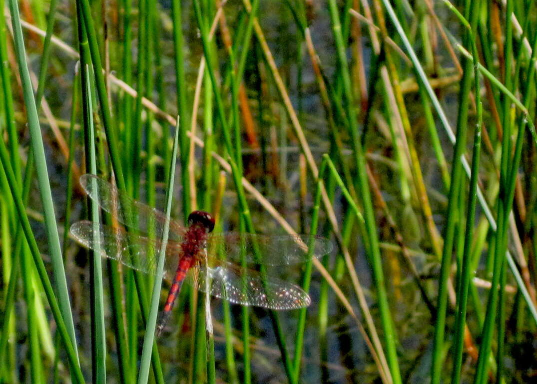 Image of Red-veined Pennant