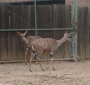 Image of Spiral-horned Antelope