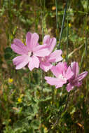 Image of checkerbloom