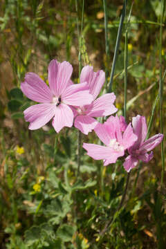 Image of fringed checkerbloom