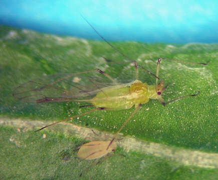 Imagem de Macrosiphum (Macrosiphum) euphorbiae (Thomas & C. 1878)