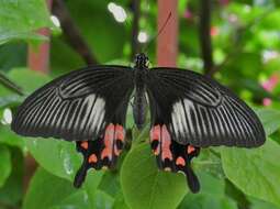 Image of Papilio polytes Linnaeus 1758