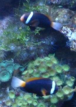 Image of Cinnamon clownfish