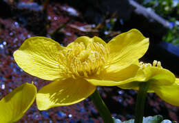 Image of Caltha palustris var. polypetala (Hochst. ex Lorent) Huth